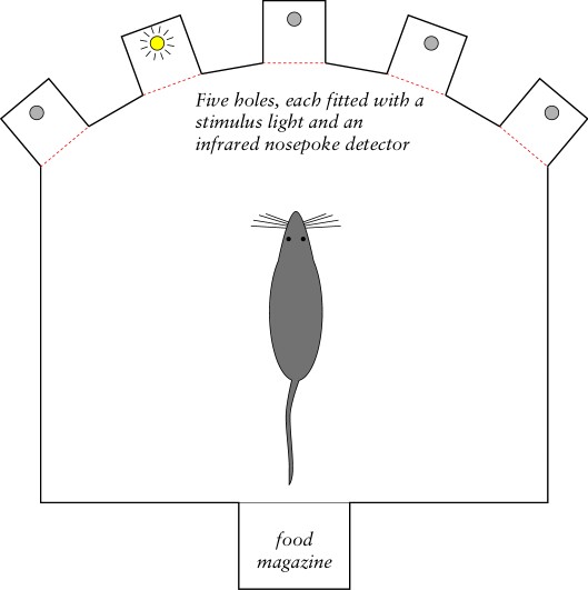 FiveChoice apparatus